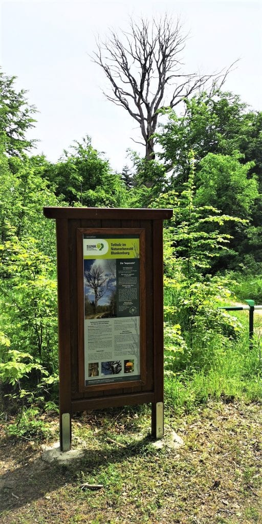Infotafel über Totholz im Naturerbewald Blankenburg
