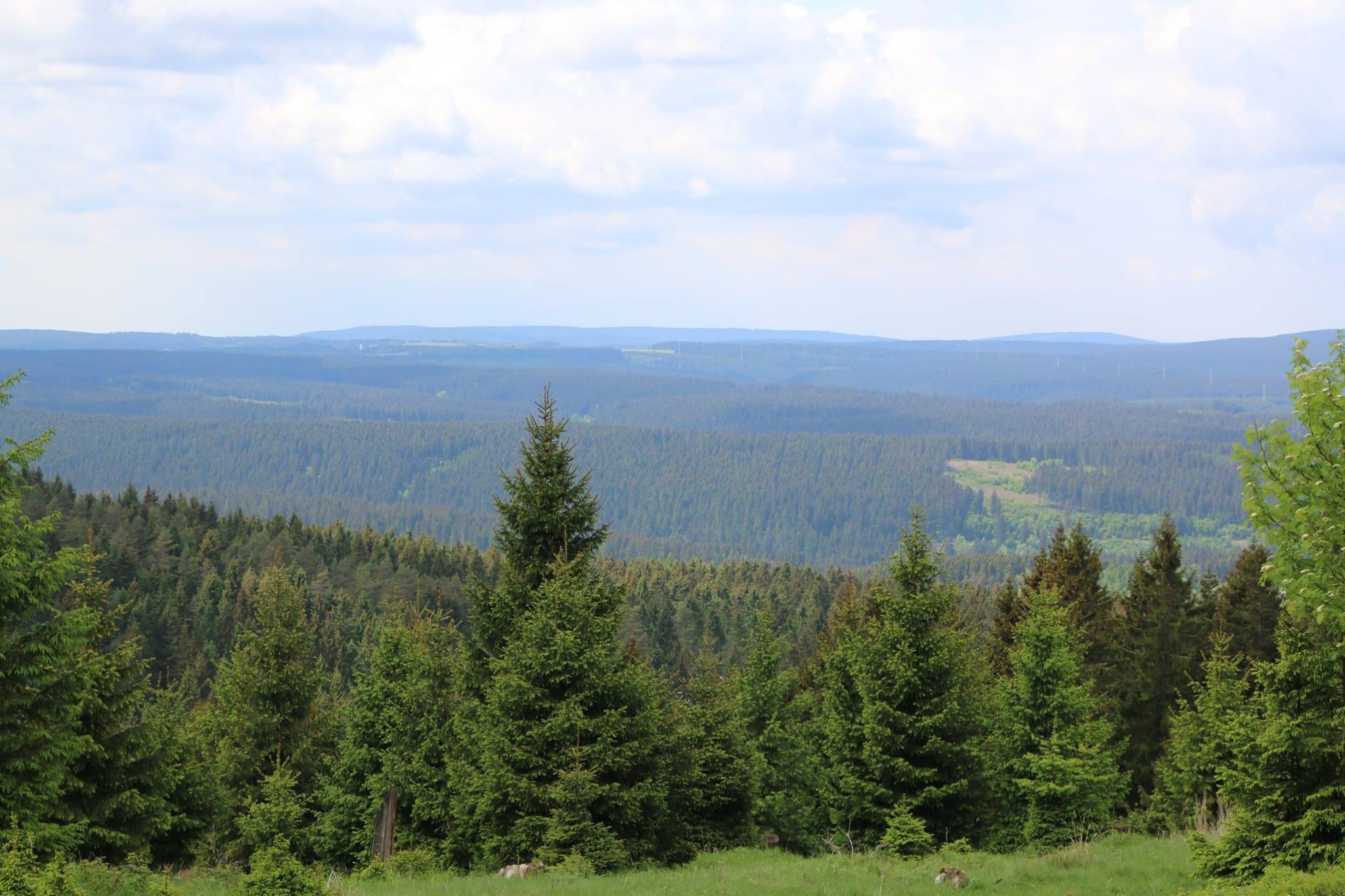 Weitblick über grünen Nadelwald im Mittelgebirge