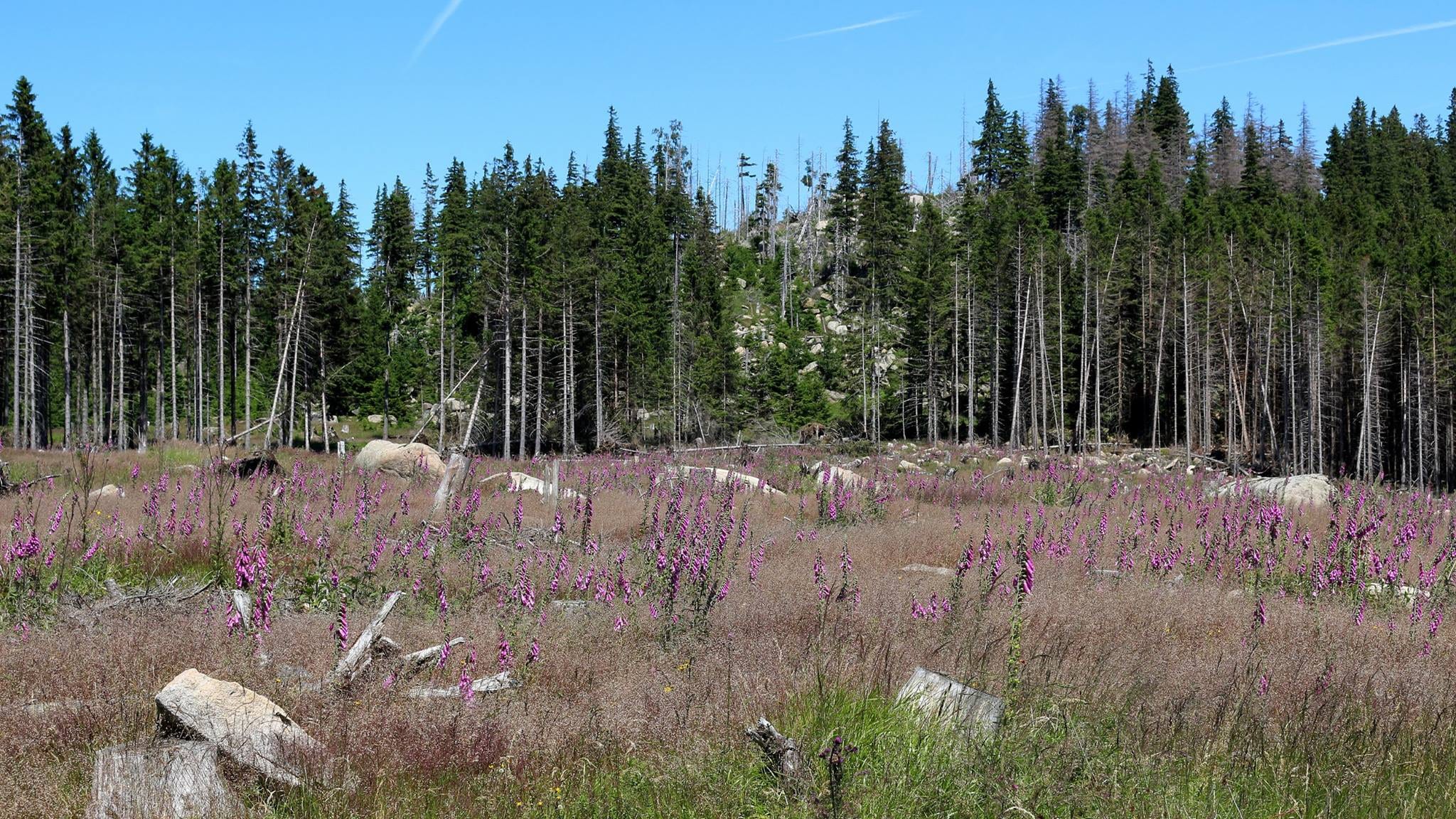 Waldlichtung mit lila Blumen und Fichten
