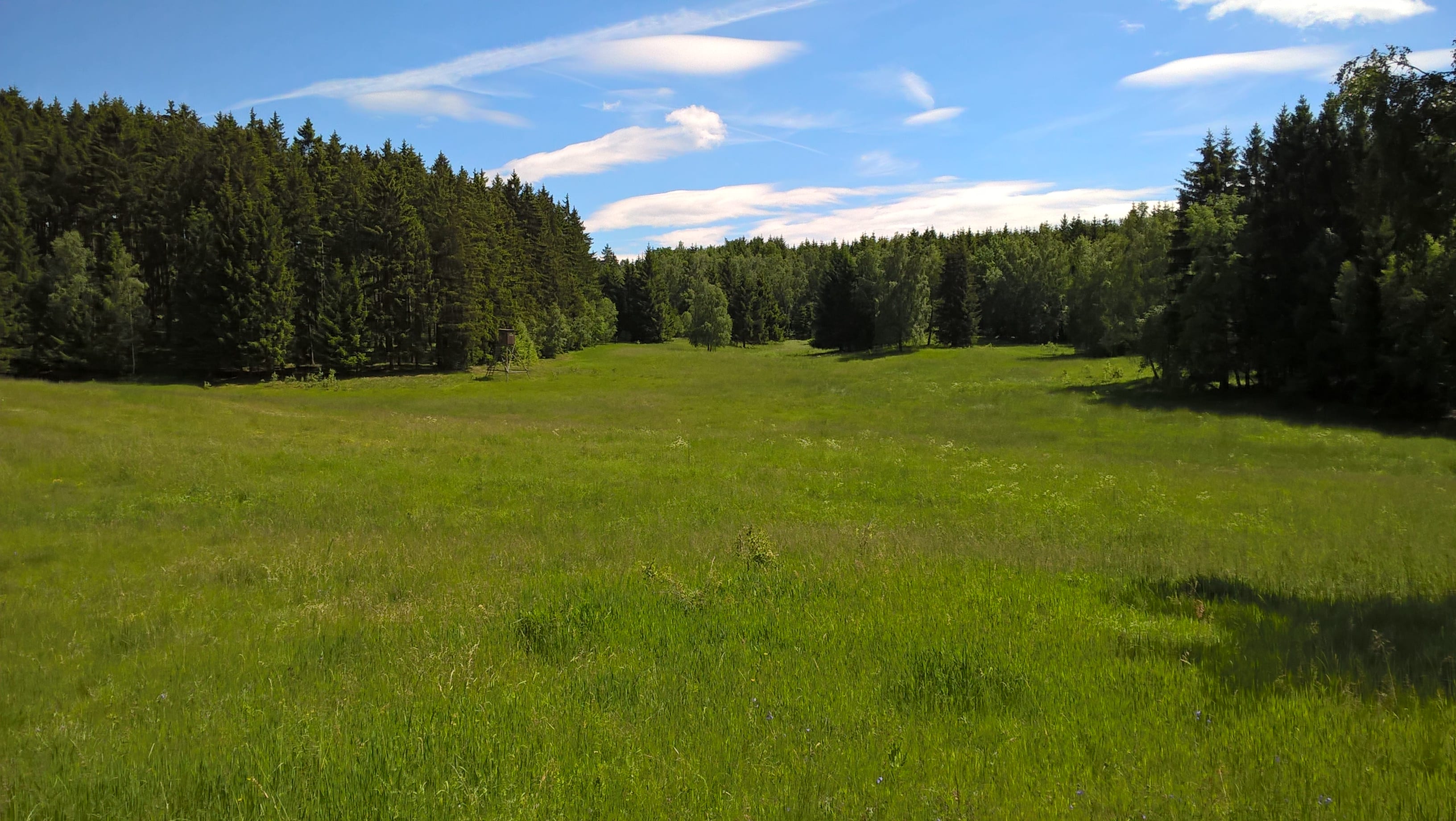 Grüne Wiese vor dichtem Wald unter blauem Himmel