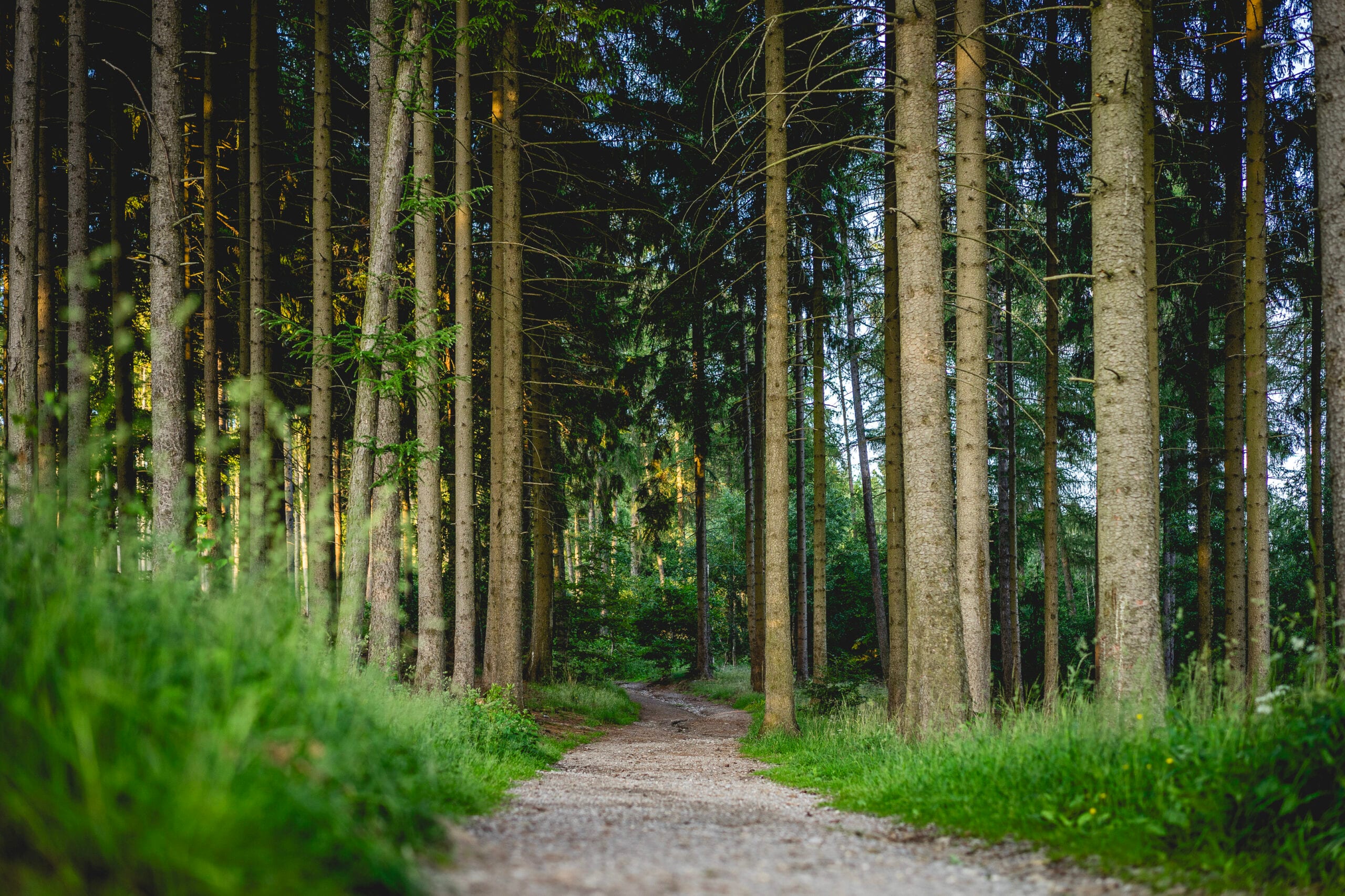 Waldweg zwischen hohen Bäumen im grünen Wald