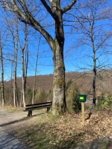 Bænk under et stort træ i udkanten af skoven