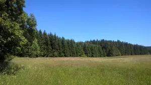 Green meadow in front of dense coniferous forest under a blue sky