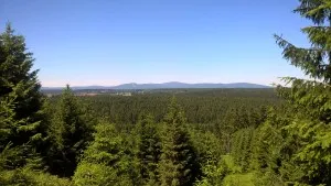 View of dense forest and distant mountains