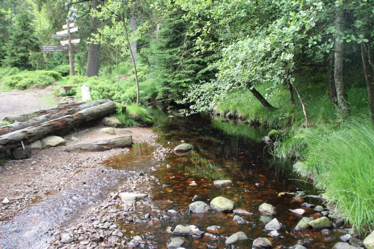 Kleiner Bach im grünen Wald mit Steinen