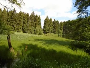 Green forest landscape with pond and meadow