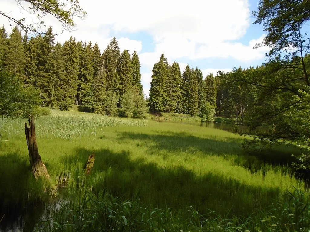 Green forest landscape with pond and meadow