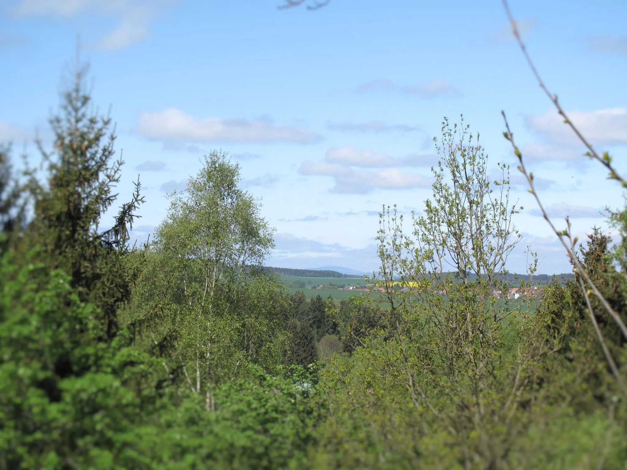 Grüne Landschaft mit Bäumen und blauem Himmel