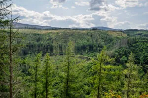 Grüne Berglandschaft mit Tannen und bewölktem Himmel