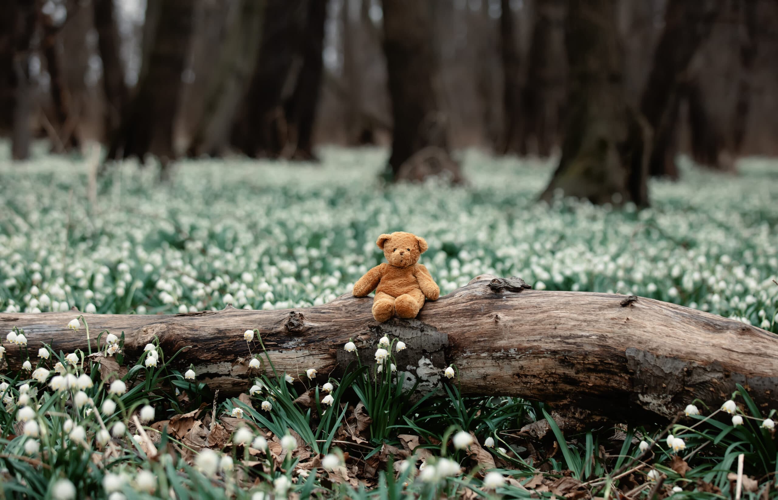 Lost teddy bear sits on a tree trunk in the forest