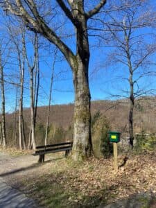Banc sous un grand arbre à la lisière de la forêt