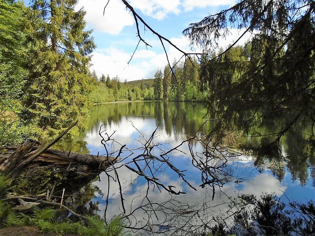 Stille skovsø med refleksion i vandet