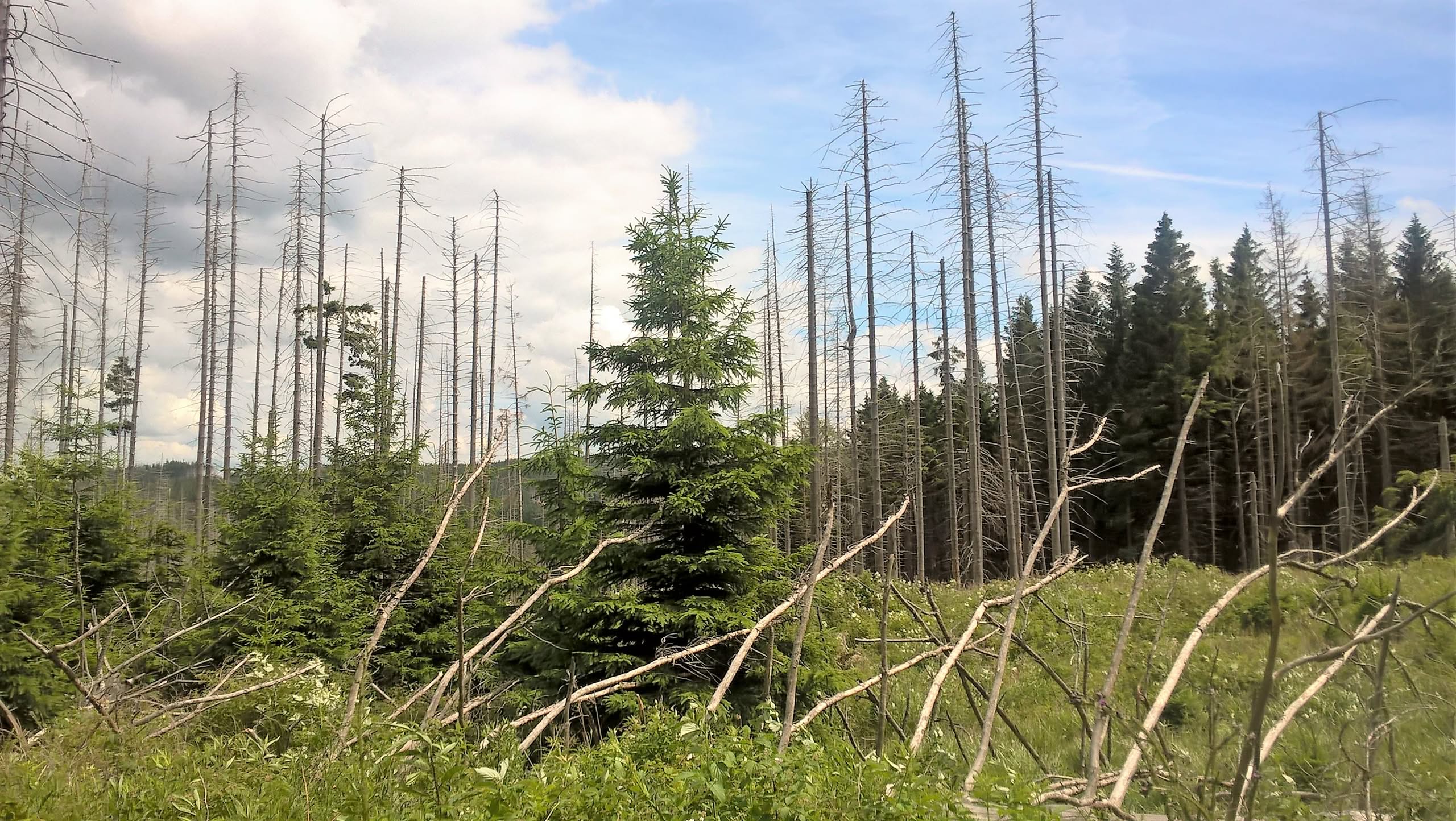 Forêt morte avec de jeunes épicéas verts