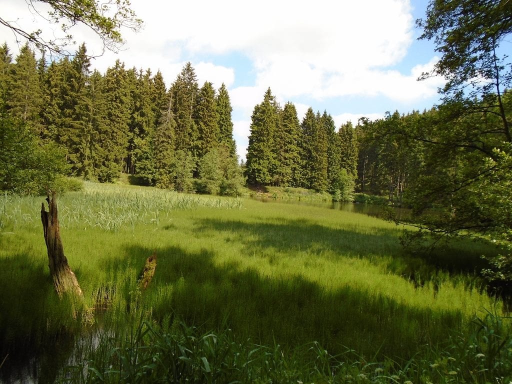 Grønt skovlandskab med sø og eng