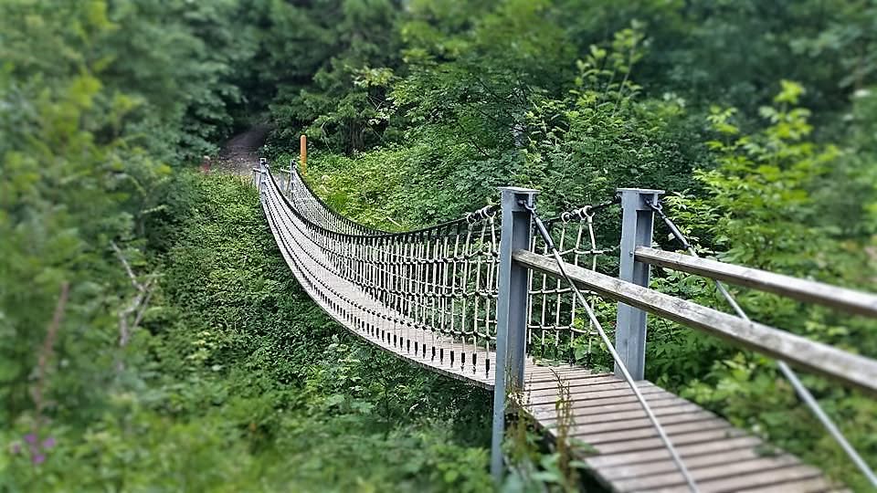 Hängebrücke im grünen Wald