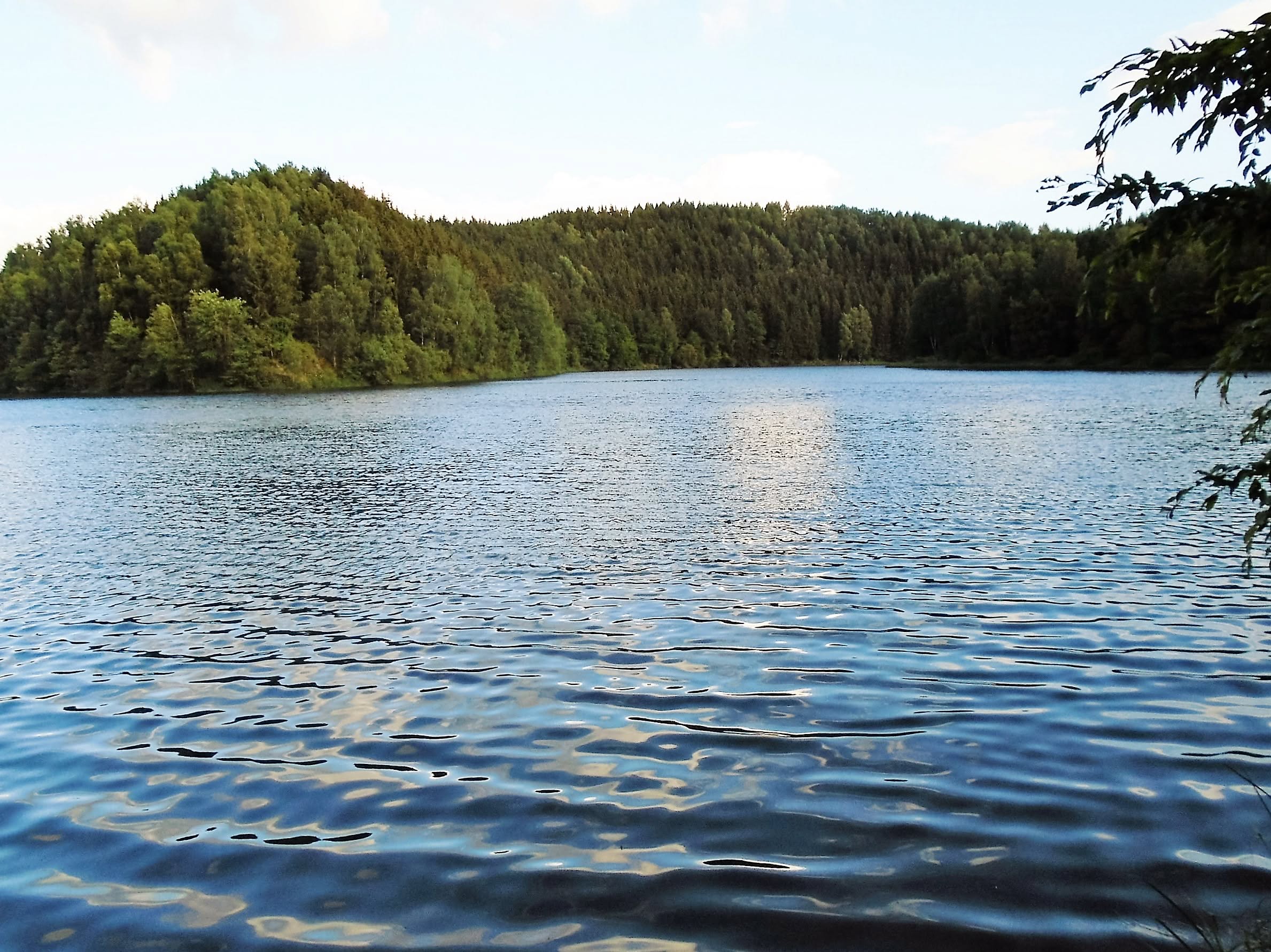 Rolig sø omgivet af grøn skov