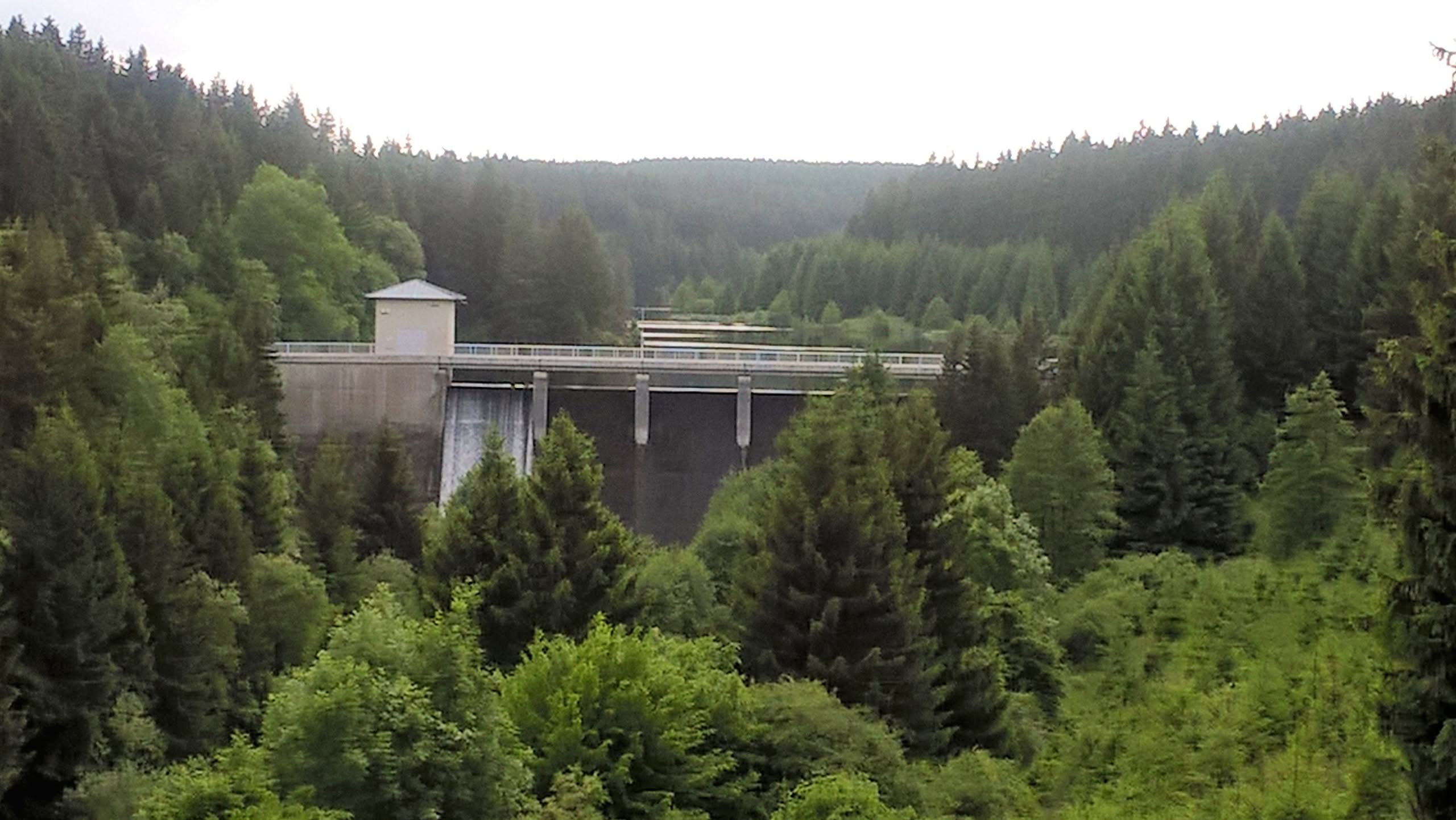 Staumauer im Wald mit umliegenden Bäumen
