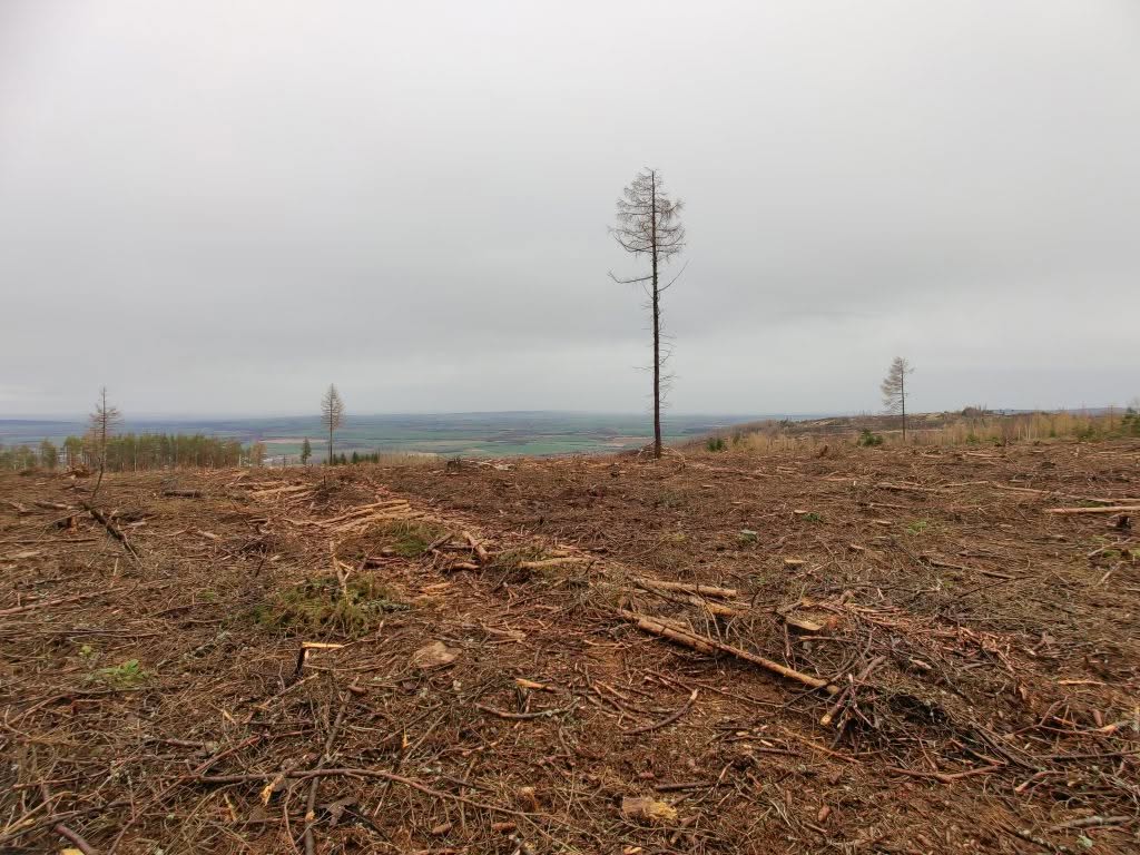 Kahler Wald nach Abholzung unter grauem Himmel