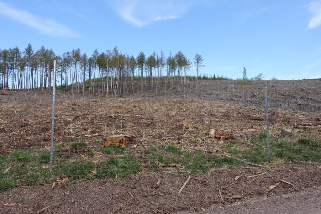 Abgeholzter Wald mit Baumstümpfen und kahlem Boden