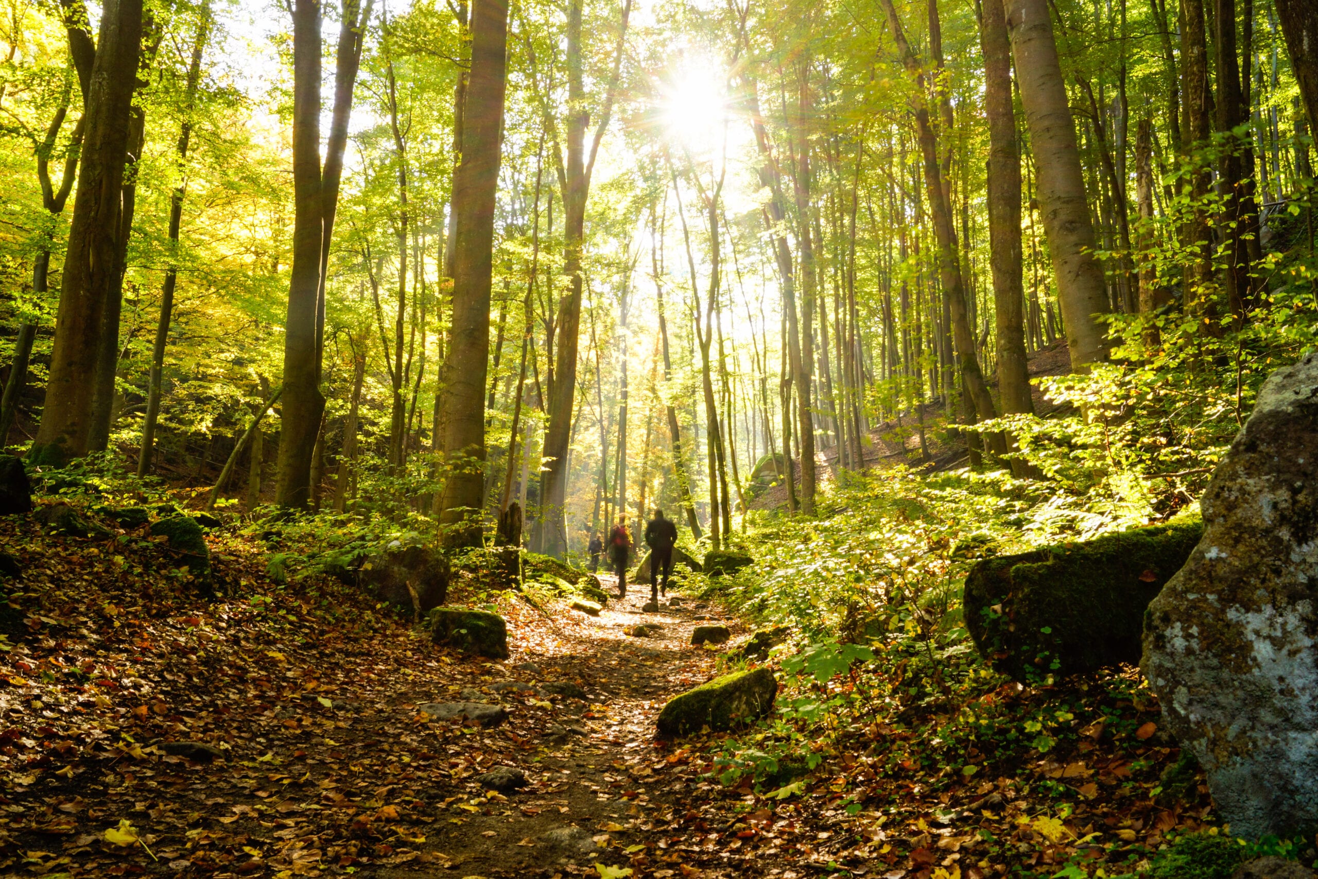 Sunlight in the green forest with hikers