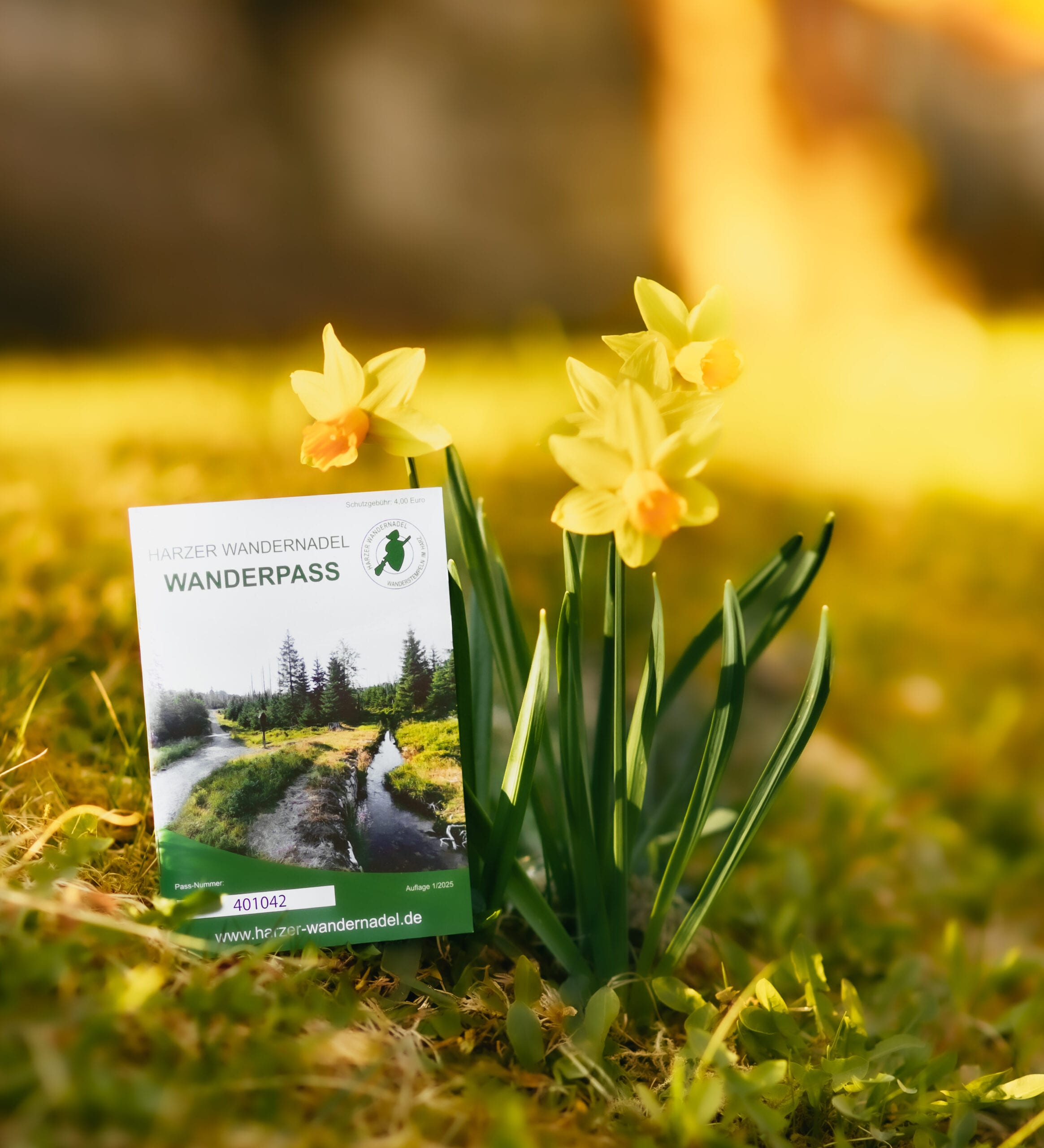 Wanderpass Harzer Wandernadel neben gelben Narzissen